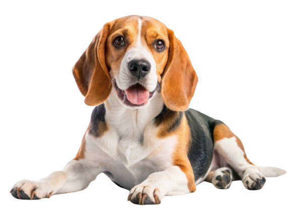 Beagle